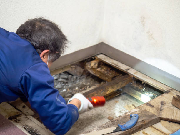 Best Insurance-Related Mold Remediation in Wofford Heights, CA