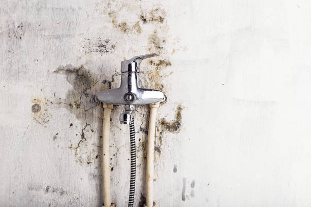 Best Commercial Mold Remediation in Wofford Heights, CA