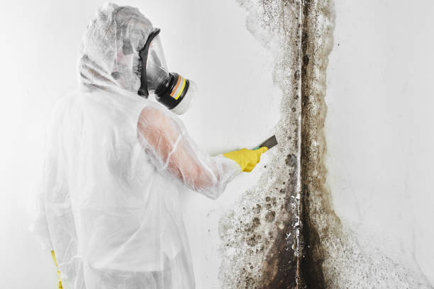 Best Industrial Mold Remediation in Wofford Heights, CA