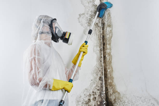 Best Post-Flood Mold Remediation in Wofford Heights, CA