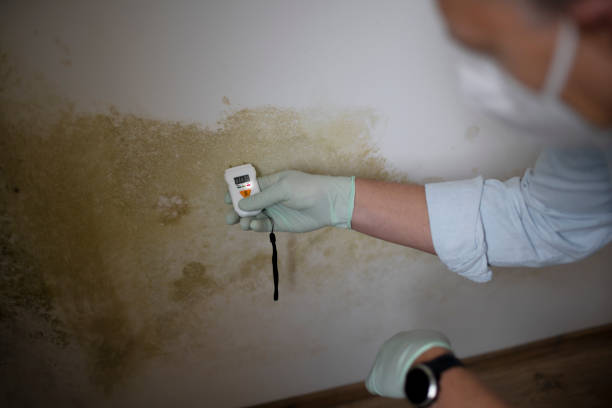 Best Mold Remediation for Specific Building Types in Wofford Heights, CA