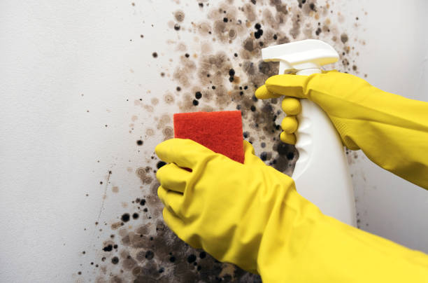 Best Emergency Mold Remediation in Wofford Heights, CA
