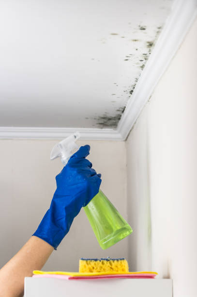 Best Post-Remediation Services in Wofford Heights, CA