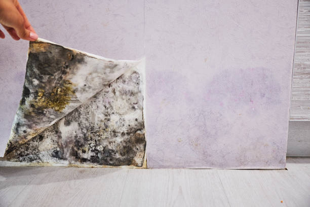 Best Residential Mold Remediation in Wofford Heights, CA